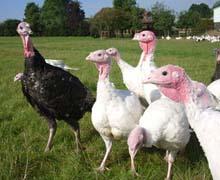 What Stands Out to HutchCC Students About Thanksgiving?