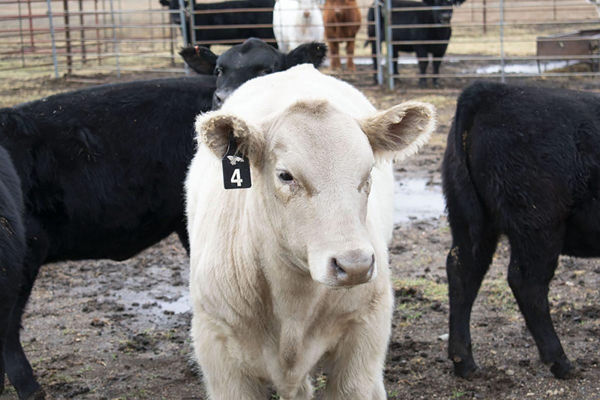 HutchCC South Campus has cattle auction