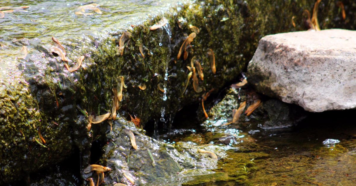 A waterfall in Rice Park is seen during the spring.